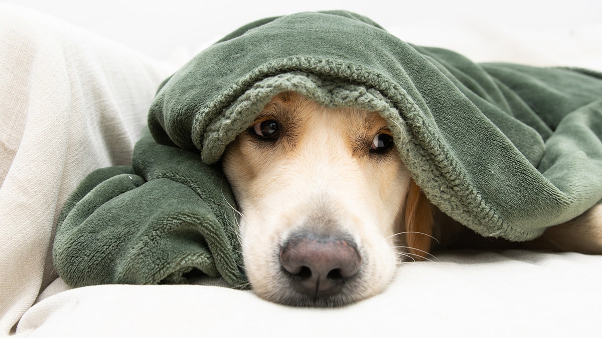 anjing golden retriever ditutupi selimut hijau