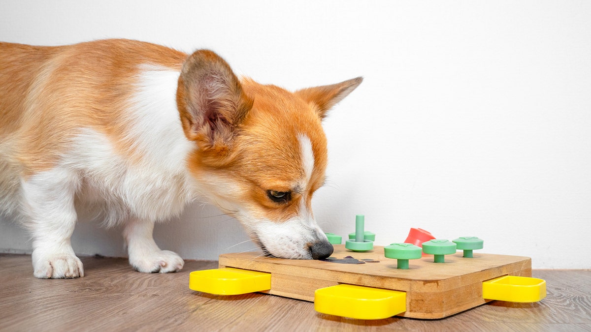 Corgi plays with puzzle toy