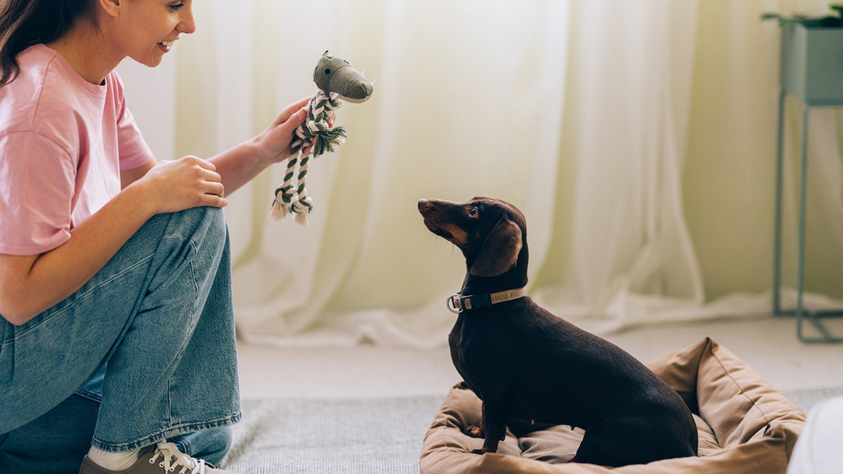 A pet owner playing with a dachshund