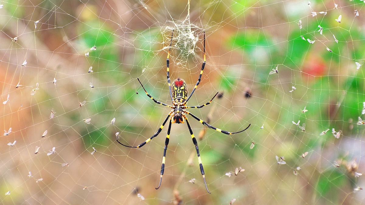 Joro spider in web