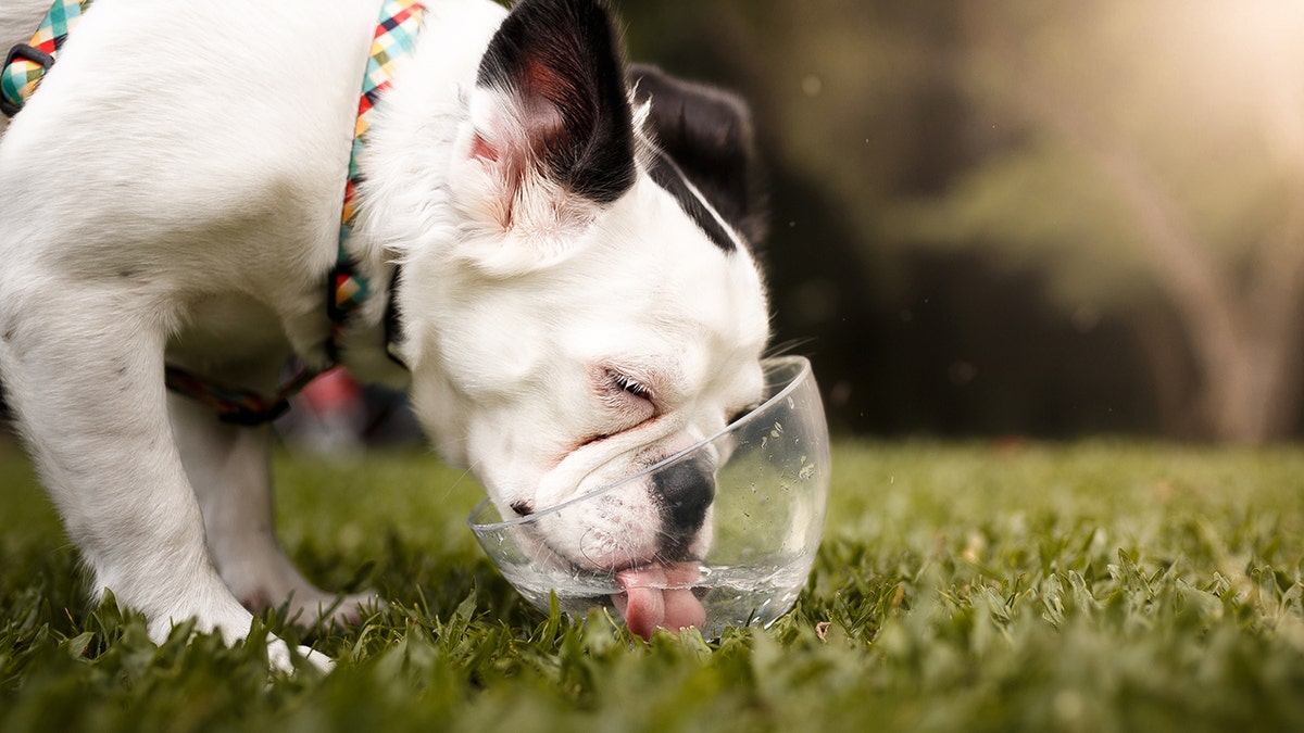 Dog drinking water