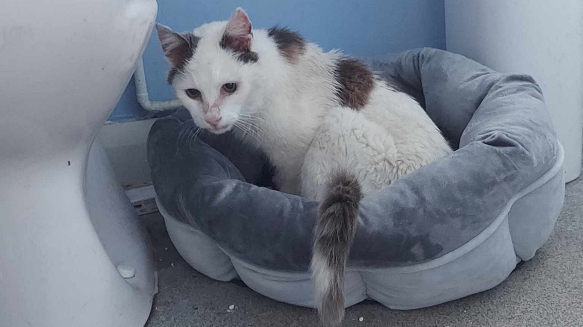 Un gato perdido durante 12 años se reencontró con su dueño