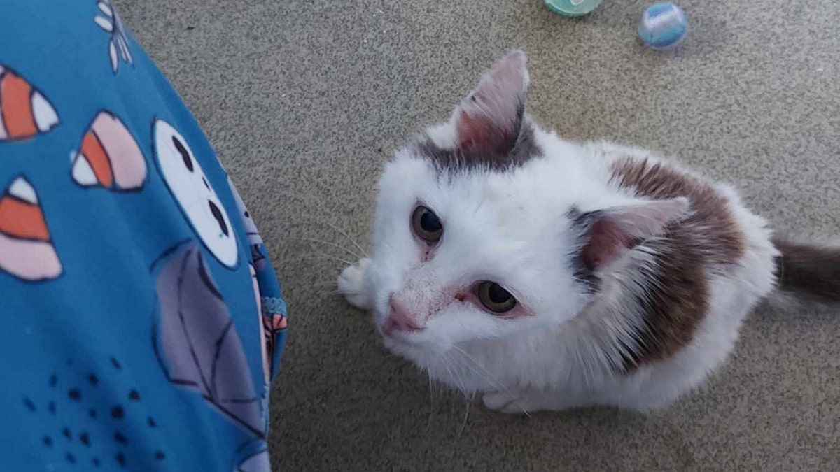 Gato perdido durante 12 años se reencuentra con su dueño
