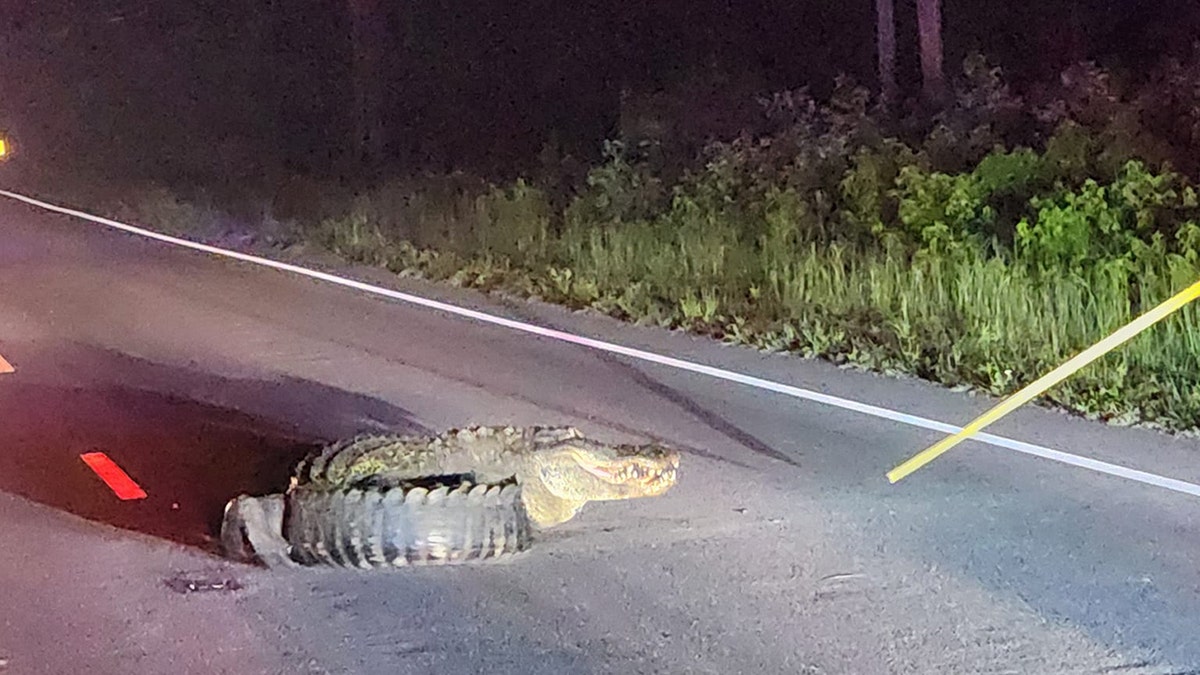 Giant alligator lunging at cars in NC road shooed away after firefighters take clever approach  at george magazine