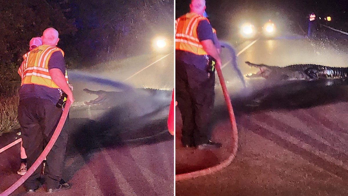 Giant alligator lunging at cars in NC road shooed away after firefighters take clever approach  at george magazine