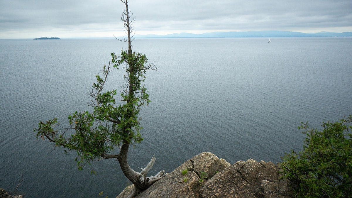 Tree growing from rock in Lake Champlain