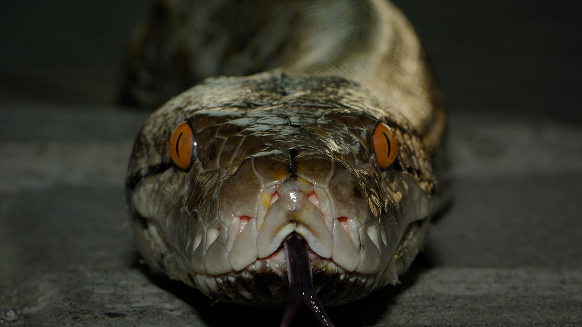 A reticulated python