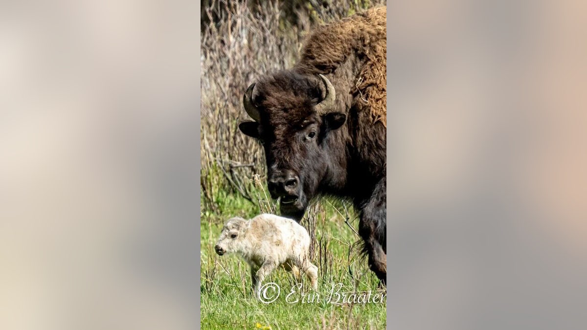 rare white bison calf photo