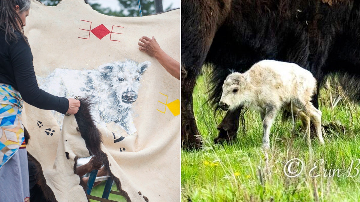 The rare calf has been named Wakan Gli, which means "Return Sacred" in Lakota.