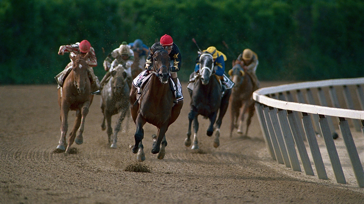 Risen Star racing in the Belmont Stakes