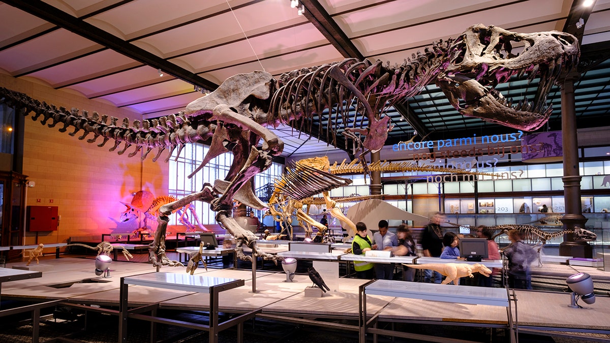 esqueleto de tiranosaurio rex