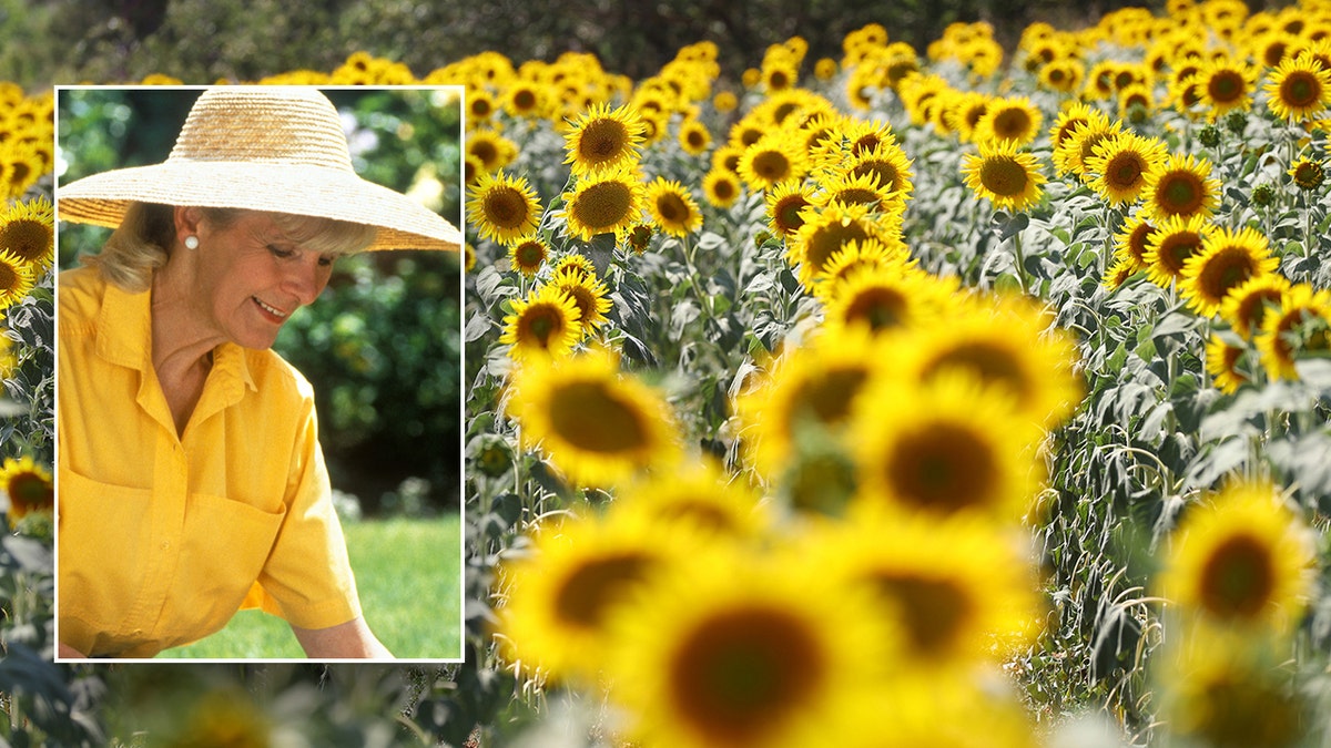 A small photo of a woman gardening on top of a background photo of a sunflower garden