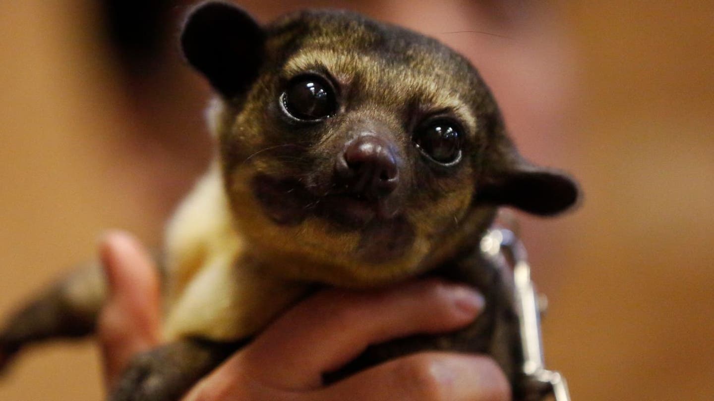 Rainforests in the Pacific Northwest: A Kinkajou's Unexpected Adventure