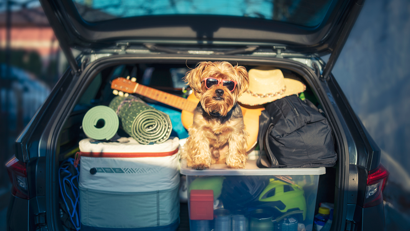 10 Essential Products to Keep Your Car Clean and Organized on Road Trips