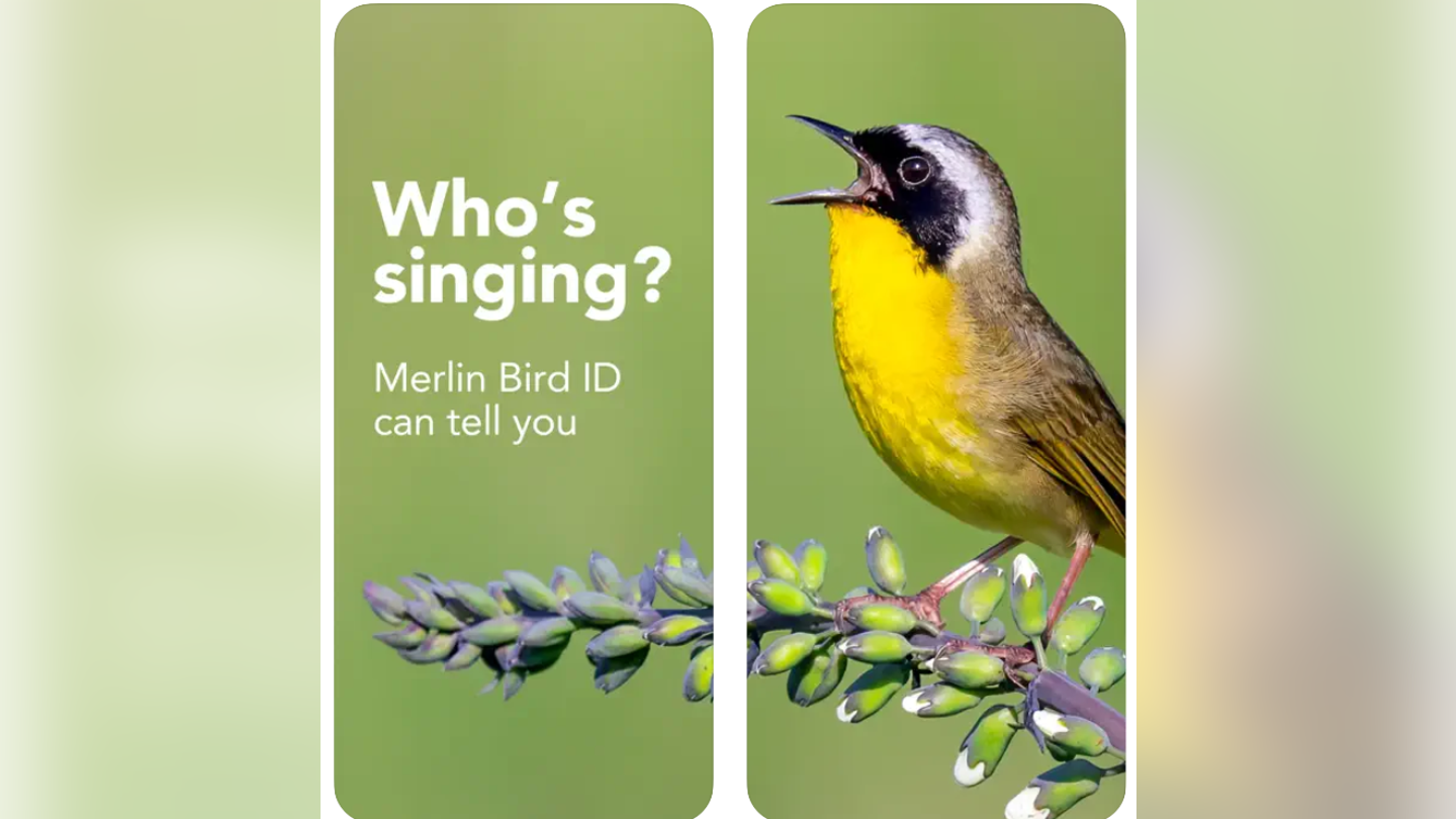 Essential Gear for Identifying and Enjoying the Beauty of Birds