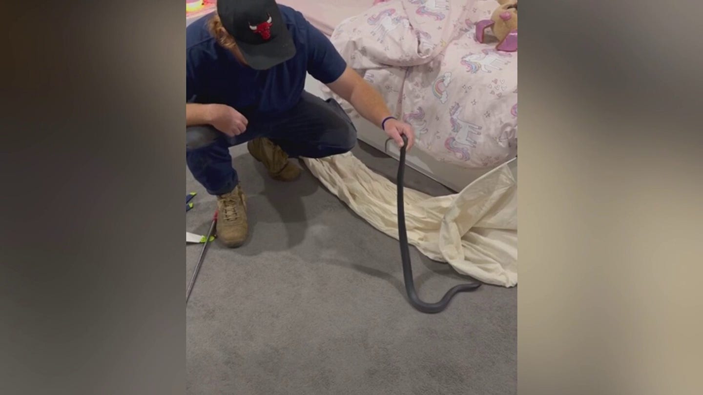 Venomous Snake Found Curled Up in Australian Child's Bed