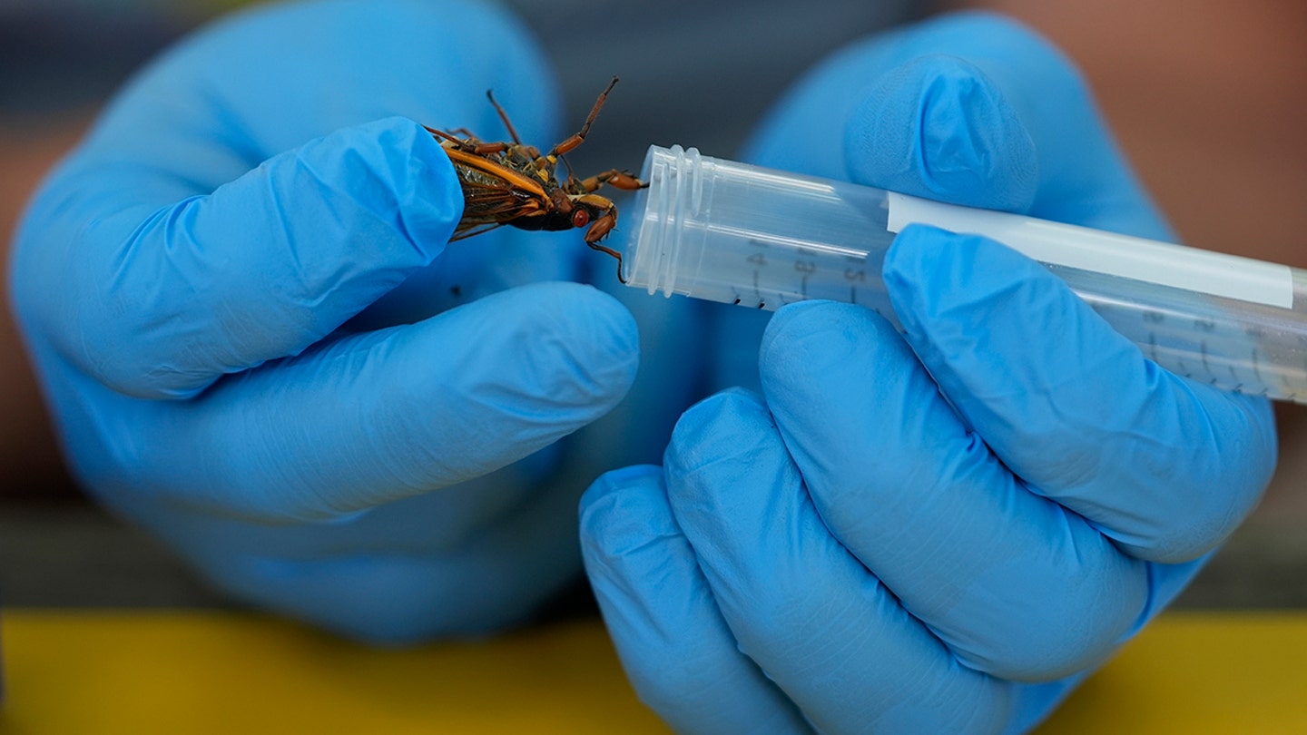cicada test tube