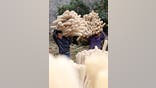 Farmers cultivating loofah after being peeled