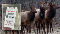Children attacked, stomped at local park by aggressive cow elk, officials say