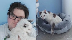 Cat reunited with owner 12 years after disappearing from family home: 'Didn't feel real'