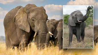 Surprising find proves elephants are even smarter than humans think