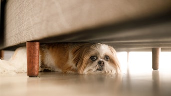 'Good boy' gone bad: Pennsylvania pooch shoots owner with shotgun - Fox News