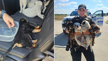 Eight puppies abandoned in sweltering Texas heat rescued by deputies