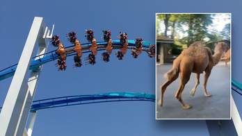 Camels run loose at amusement park with guests 'jumping into pens': 'That dude almost died'