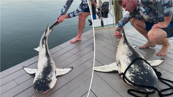 Social media users stunned by 'beautiful' shark found near Florida coast: '1 in 100 million'