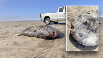 Odd-looking fish, largest of its kind, washes up on beach, stumps experts: 'Remarkable'
