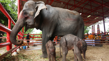 Animal caretakers in Thailand 'shocked' after surprise birth of rare twin elephants