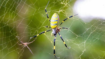 La araña gigante "voladora" Joro continúa su marcha hacia el norte con un avistamiento en Massachusetts