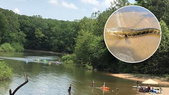Rare snake-like fish that breathes air caught in Missouri for fourth time: 'Aggressive predators'