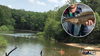 Rare snake-like fish that breathes air caught in Missouri for fourth time: 'Aggressive predators'