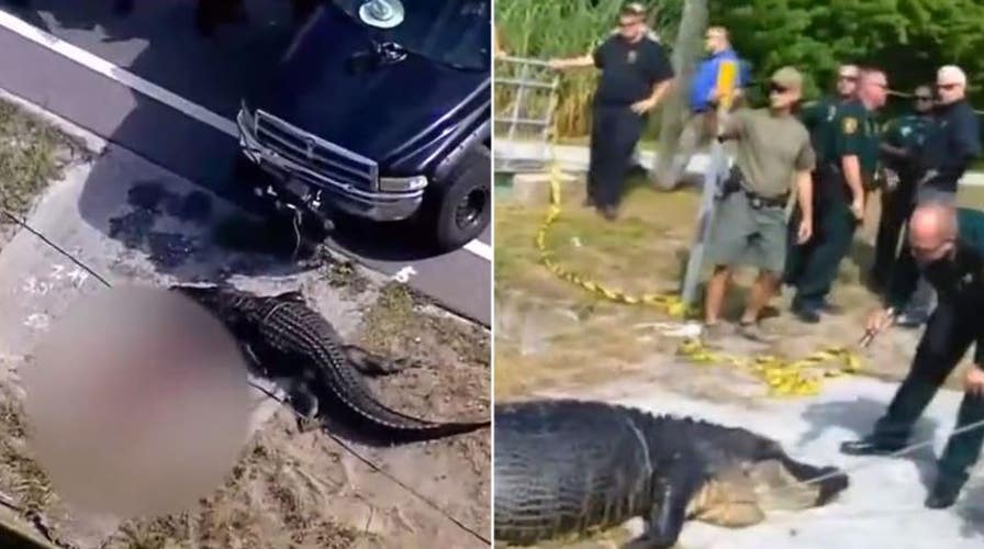 Body camera footage shows scene after deadly gator attack in Florida