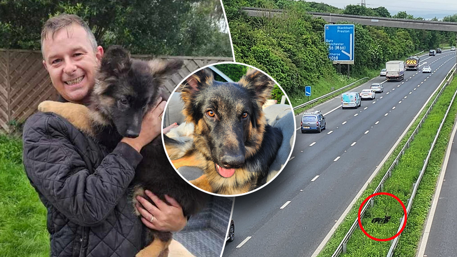 Missing dog rescued after spending 18 hours stranded in the middle of the highway: Owner was 'panicked’