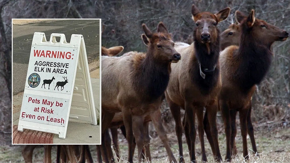 Children attacked, stomped at local park by aggressive cow elk, officials say