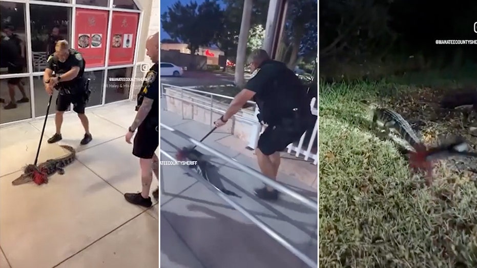 Video shows Florida deputy use a broom to sweep gator away from restaurant