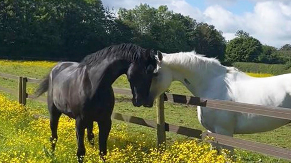 British military horses injured while running through London in April ‘recovering with remarkable speed’