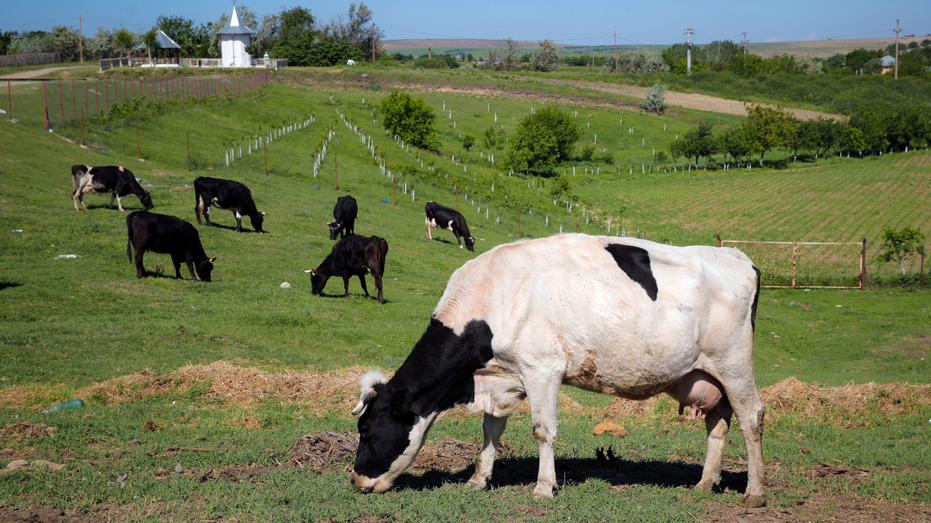 Denmark imposes world's first carbon tax on flatulent farm animals thumbnail