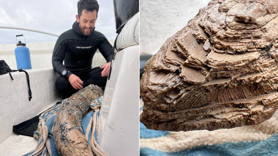 Fossil-hunting diver makes stunning ancient find off Florida coast: ‘Very rare’