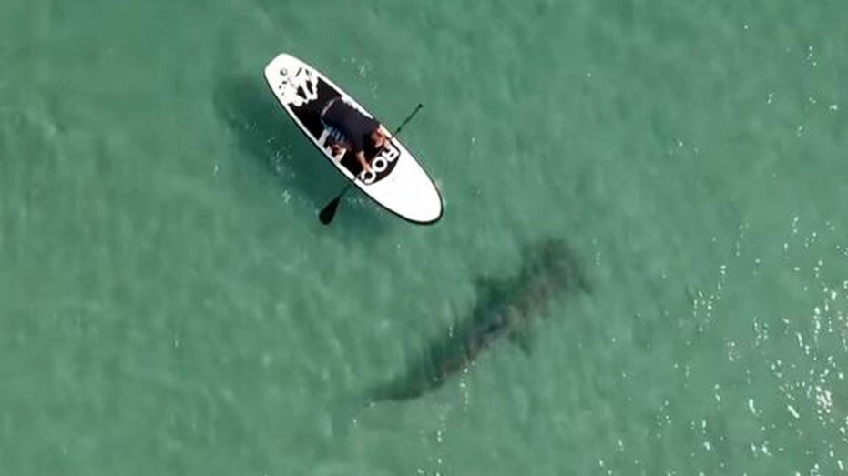 Hammerhead shark in Florida caught on video circling paddleboarders