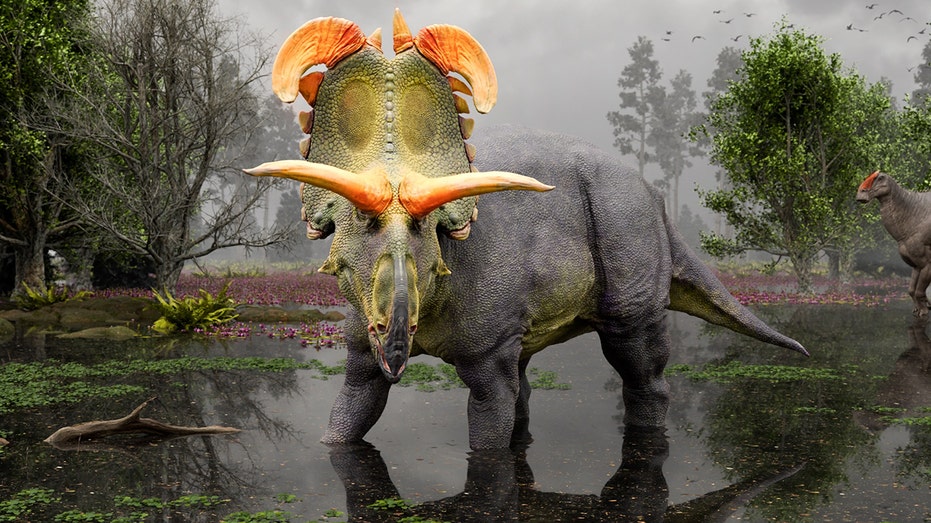 Lokiceratops, a ‘remarkable’ new dinosaur species, has been found in Montana, researchers say