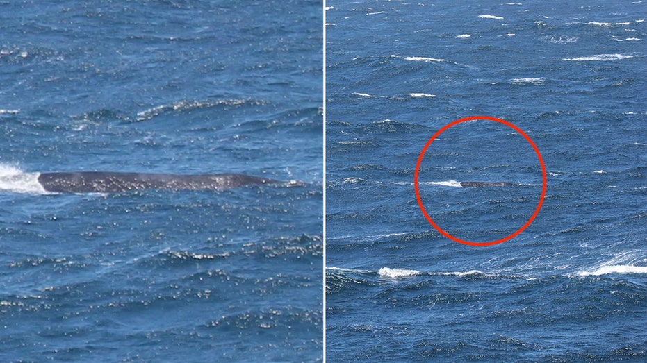 Critically endangered whale seen off California coast: ‘Every sighting is incredibly valuable to us’