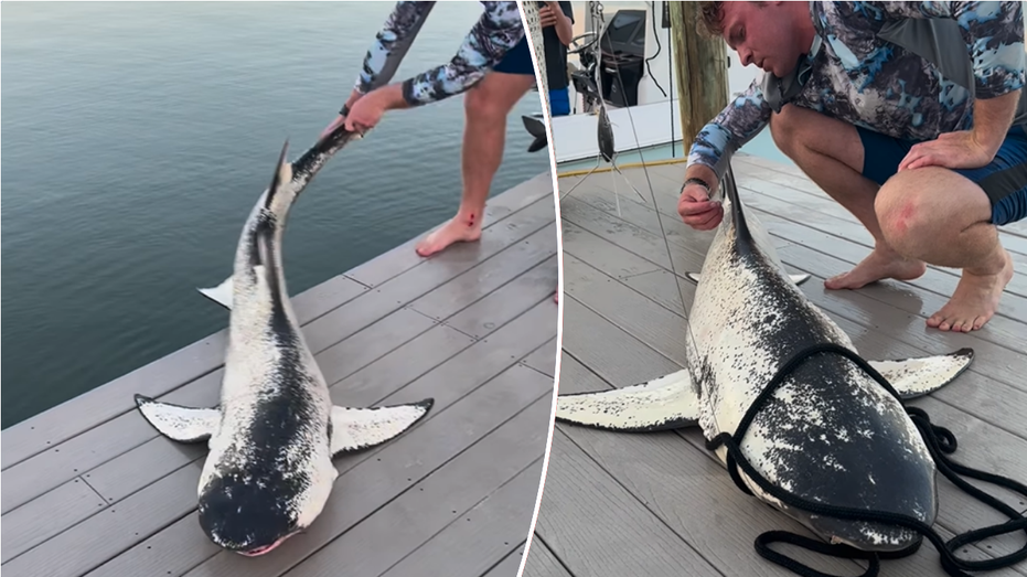 Social media users stunned by ‘beautiful’ shark found near Florida coast: ‘1 in 100 million’