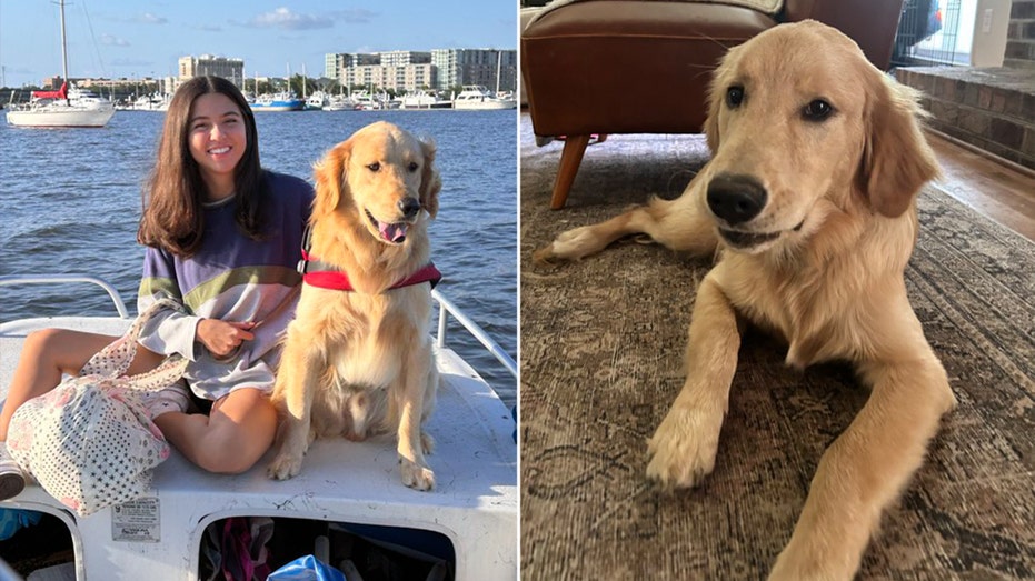 ‘It felt like a miracle’: Family of lost golden retriever Rocky shares impossible reunion story