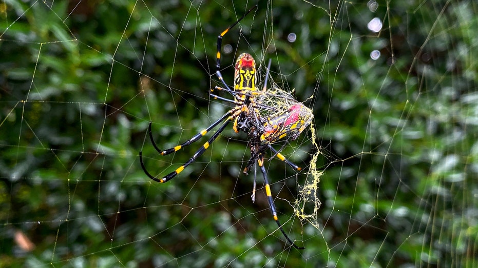 The Joro spider is spreading in the US, but it's not the invasive species we have to worry about