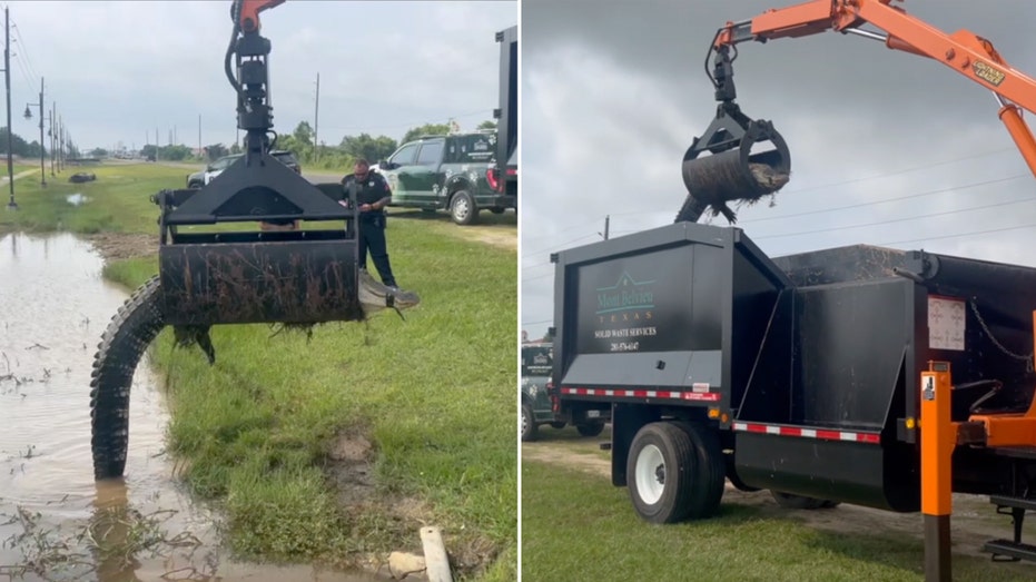 Texas public works department removes 12-foot alligator with grapple truck: ‘Great grab’
