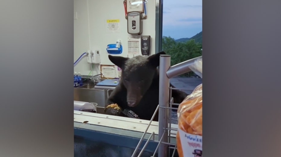 Bear euthanized after injuring Tennessee theme park concession stand employee thumbnail