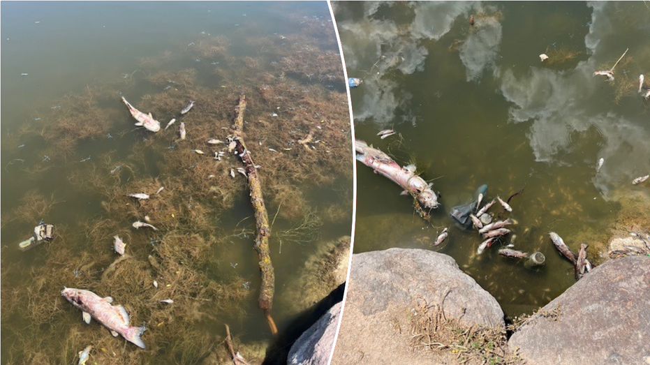 Officials stumped by hundreds of dead fish found in pond: 'Still being investigated'